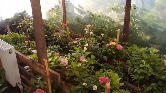 Цвітіння гортензії. Чи потрібен капельний полив для гортензії? / Цветения гортензии смотреть онлайн