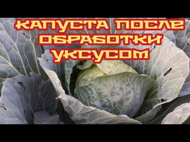 капуста после обработки уксусом от вредителей... смотреть онлайн