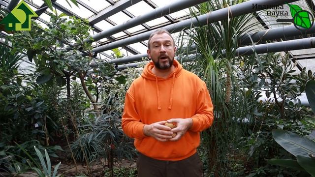 ШОК что я увидел на Ютуб-канале! Не слушайте ГЛУПЫХ о... защите растений! Две парши - два решения! смотреть онлайн