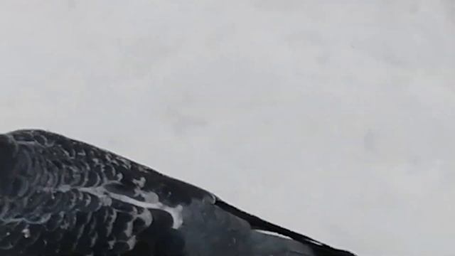 Утки дикие на реке в городе на зимовке /duck смотреть онлайн