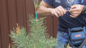 Прививка кедра на сосну