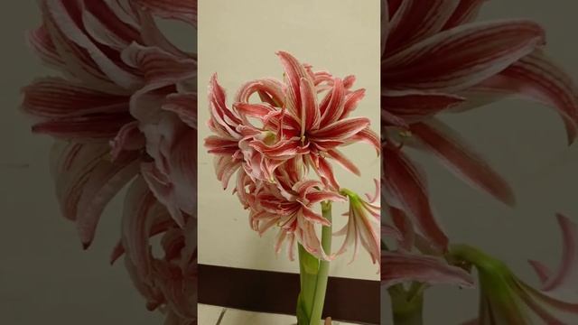 Amaryllis Doublet, beauty flower in my garden смотреть онлайн