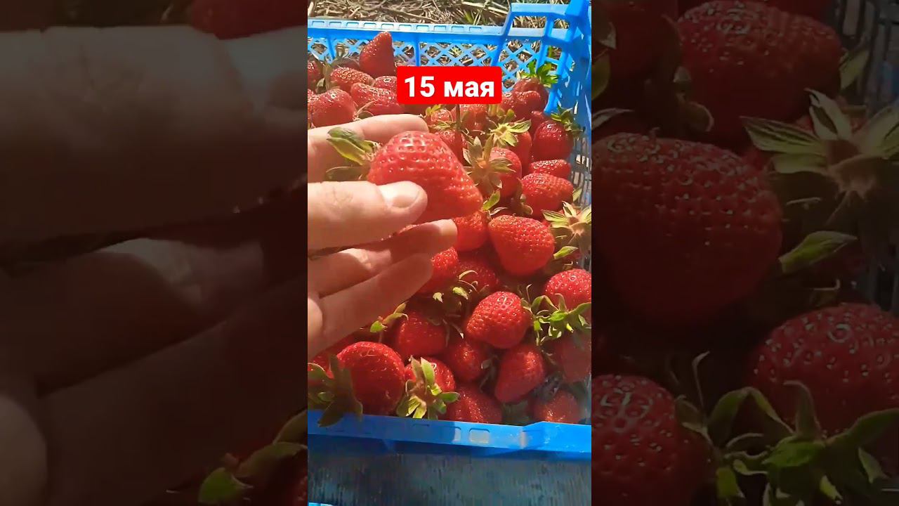Собрал сегодня 8 кг дачной ягоды #клубника #клубникабомба #огород смотреть онлайн