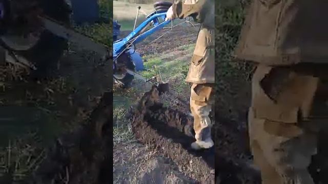 посадка картошки мотоблоком скаут. смотреть онлайн