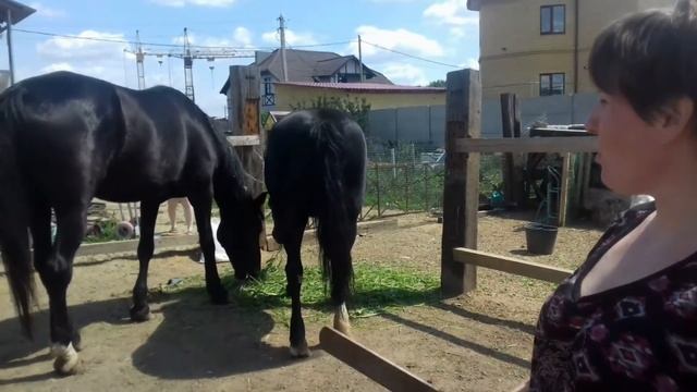 Лошади в хозяйстве. Обзор домашней фермы. смотреть онлайн
