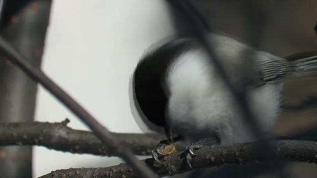 Как синицы расклевывают семечки, синица кушает семечку, How tomtits peck seeds смотреть онлайн