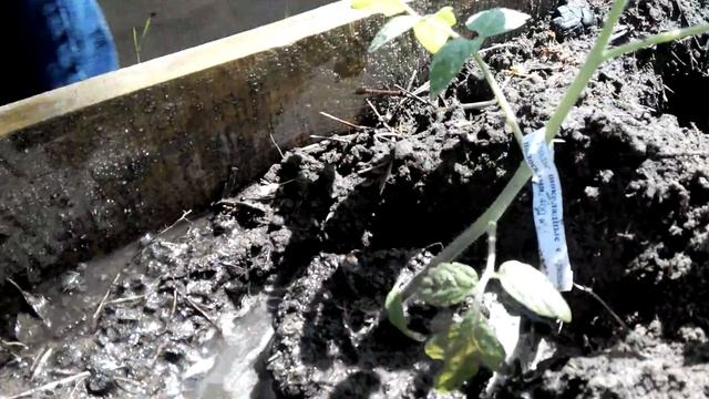 Посадка рассады помидоров в высокую грядку смотреть онлайн