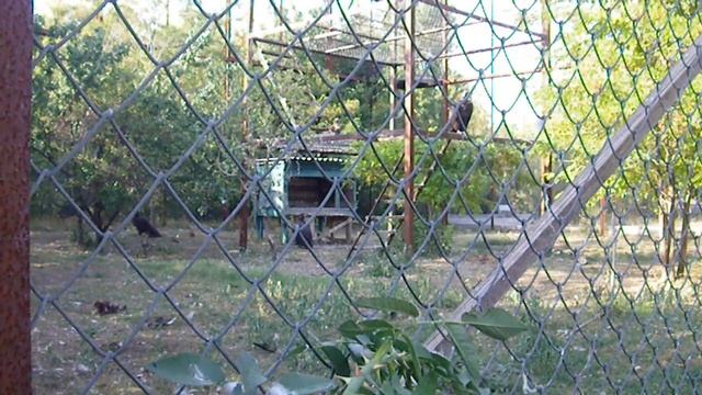 Тайган: грифы и белоголовые сипы - кто быстрее смотреть онлайн