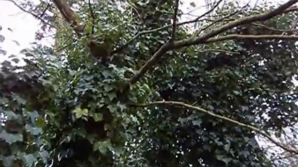 Hedera helix hibernica