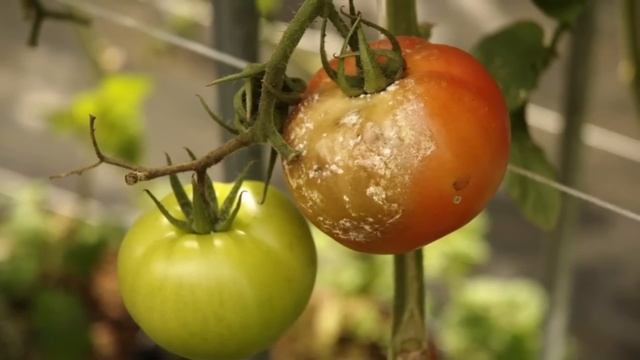 BAŠTOVANI SU ODUŠEVLJENI REZULTATIMA. Sa ovim rastvorom biljke će se preporoditi смотреть онлайн