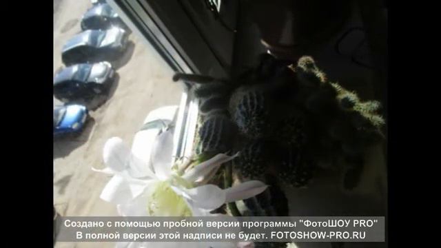 Цветок кактус. Цветы смотреть онлайн