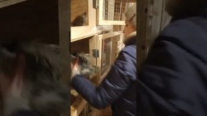 Глистогоним цыплят Пирантелом.