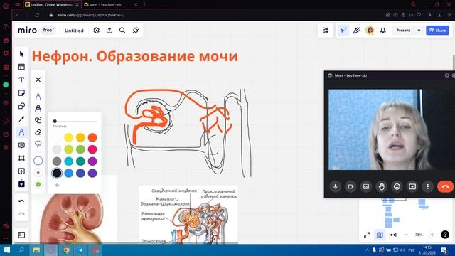 Нефрон смотреть онлайн