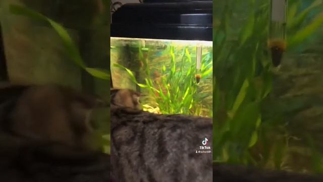 Аквариум и кот смотреть онлайн