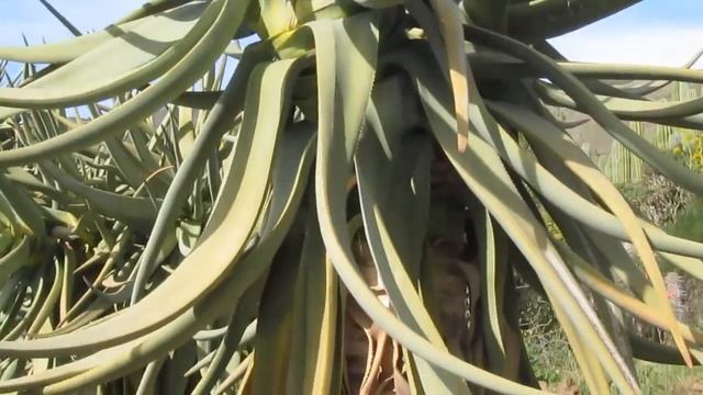 Aloe Dichotoma: A Superb Tree Aloe