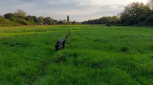 КАНЕ КОРСО И ДЕТИ . КАНЕ КОРСО не стоит заводить?. Трудности содержания собак породы кане корсо