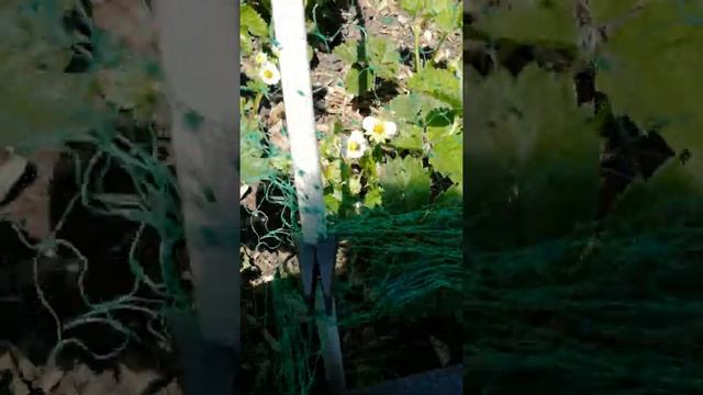 Как защитить ягоды от птиц. Сетки от птиц. Птицы клюют ягоды, а пугало не помогает. смотреть онлайн