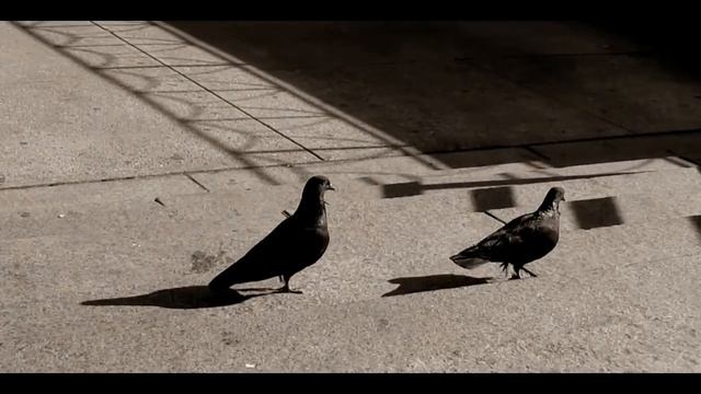 Canon - PowerShot SX500 test video смотреть онлайн
