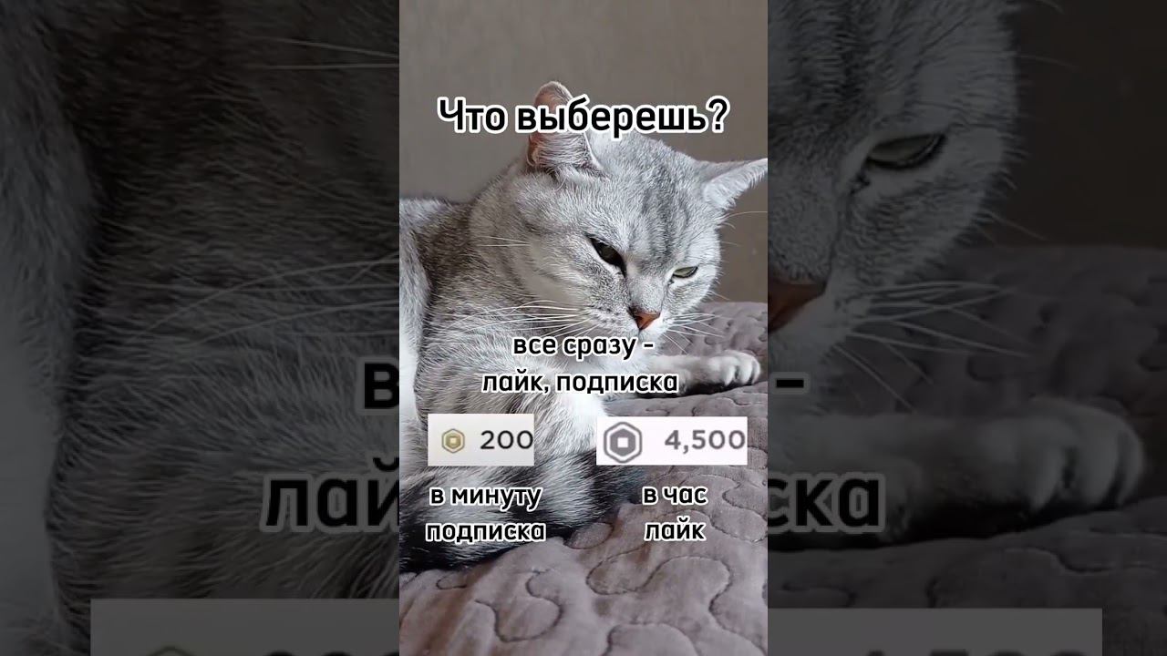 тг: группа котоблогеров❤️ смотреть онлайн