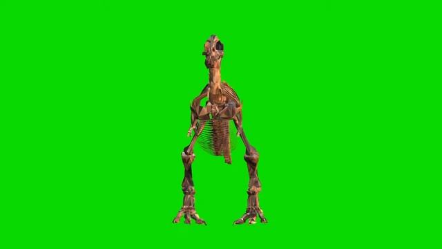 T-Rex Skeleton Rotating Green Screen Loop смотреть онлайн