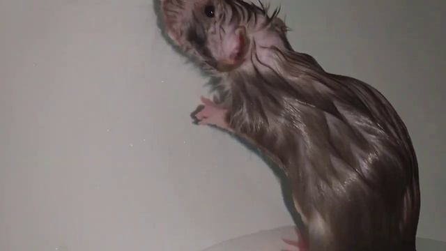 #Крыс купается#? смотреть онлайн