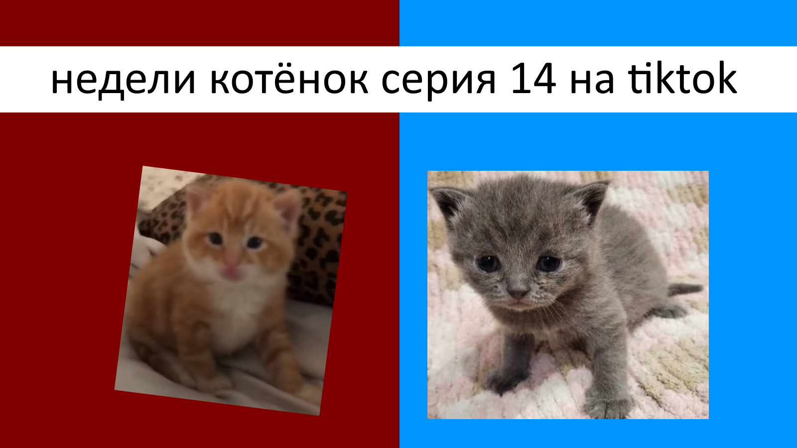 Недели котёнок серия 14 на tiktok смотреть онлайн
