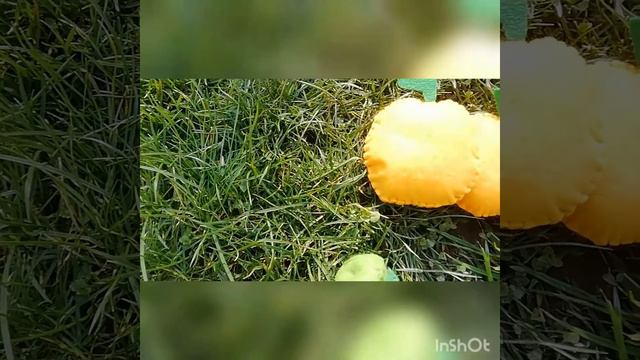 Дуже голодна гусениця. смотреть онлайн