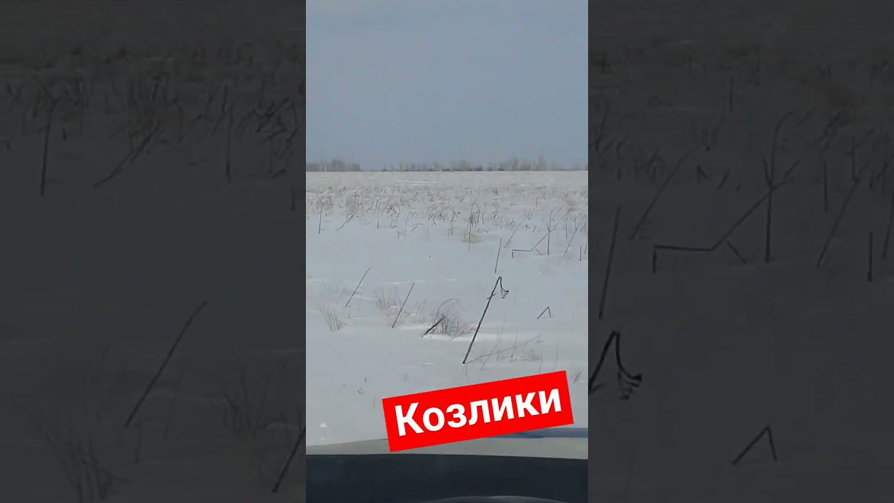 Косули поднялись в поле смотреть онлайн