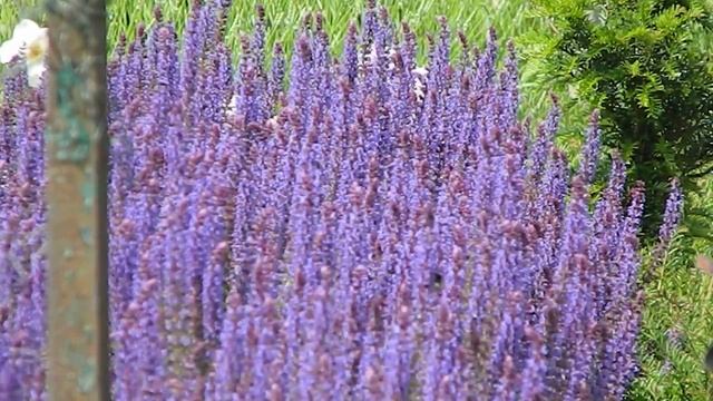 Salvia nemorosa 'Viola Klose' смотреть онлайн