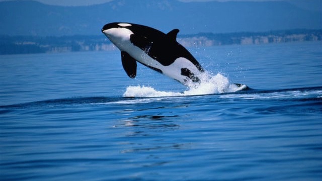 Вадим Ястржемский-21Век