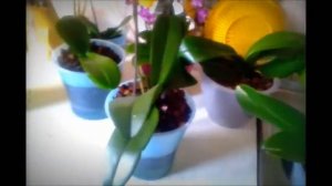 Циркон-средство для орхидей???