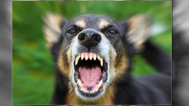 Как приручить дикую кошку? - Возможно, дважды спасти ей жизнь! смотреть онлайн