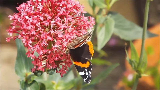 Red Admiral butterfly 02 07 2014 смотреть онлайн