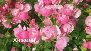 Розы: Букаву, Букет парфе, Хевенли Пинк,Маритим, Анжела.