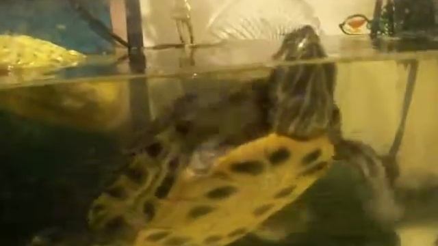 Red Eared Slider Set Up смотреть онлайн