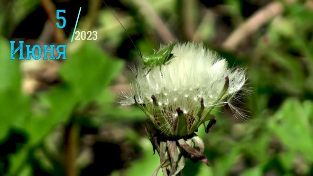 5 ИЮНЯ 2023 ЧТО НЕЛЬЗЯ ДЕЛАТЬ,НАРОДНЫЕ ПРИМЕТЫ,ЧТО МОЖНО ДЕЛАТЬ смотреть онлайн