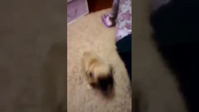 Прикол. САМЫЙ ЗЛОЙ ЩЕНОК НА СВЕТЕ)))))))))) смотреть онлайн