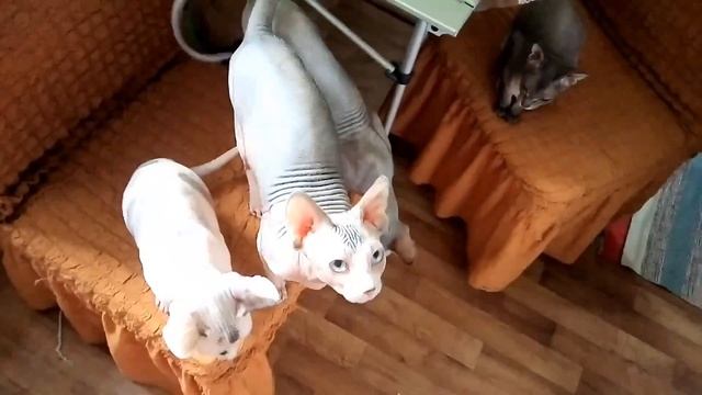Режим ожидания мяса включен смотреть онлайн