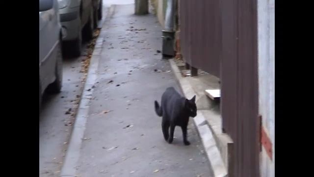 чёрный кот Риги смотреть онлайн