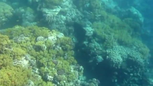 Подводные жители Красного моря , бухта Макади. смотреть онлайн