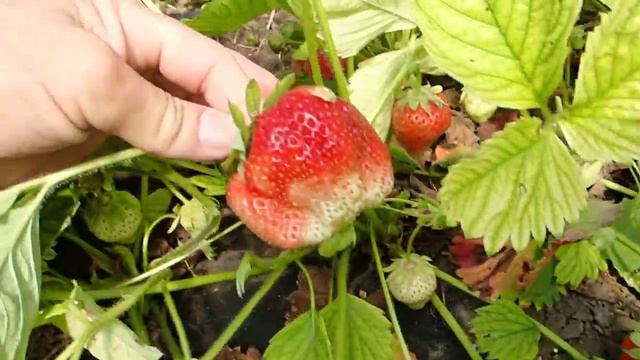 Выращивание клубники в теплице (1) 16.05.2015 смотреть онлайн