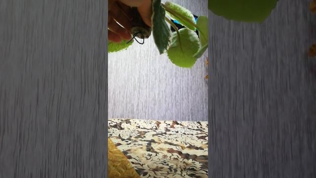 Распаковка покупки фиалок#удобрения для орхидей Bona Forte смотреть онлайн