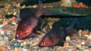 Чёрный Барбус. Содержание в аквариуме, разведение, совместимость, чем кормить