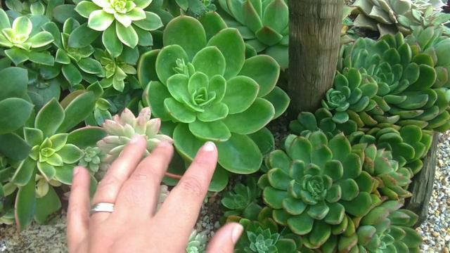 ECHEVERIA e AEONIUM MARAVILHOSOS....🌵🇵🇹 смотреть онлайн
