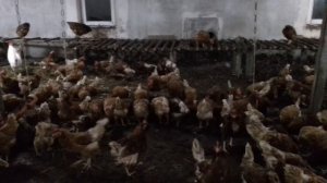 №1  Курятник .  напольное содержание 200 шт. кур- несушек