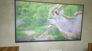 Видео XGIMI M1 + ALR экран при очень ярком освещении