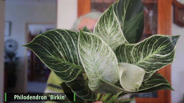 Birthday Houseplant Unboxing | Nursery 2U