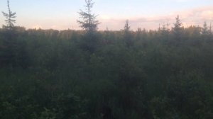 Ягдтерьер работает по лосю!!! " Ягд Собака егеря"