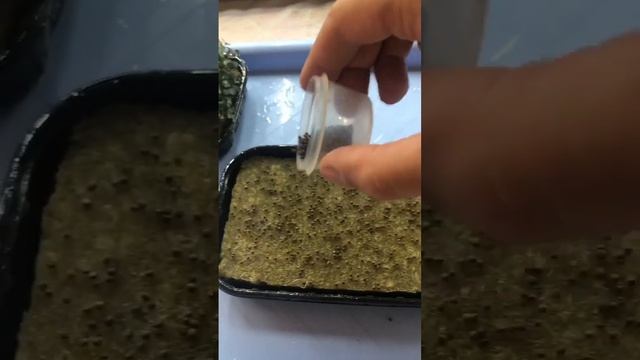 Красная капуста на микрозелень, себестоимость, технология выращивания. смотреть онлайн