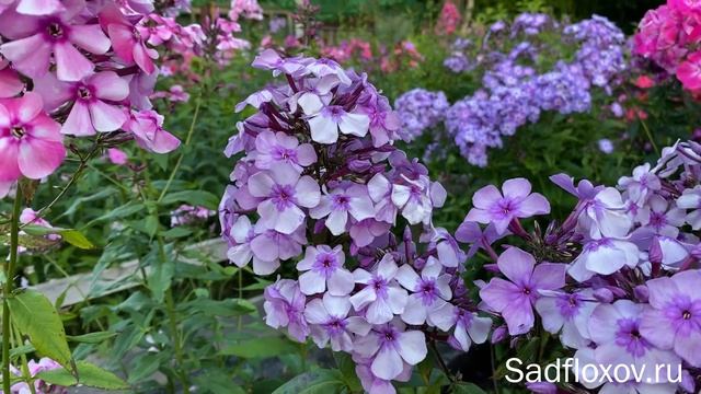 Изысканный флокс Былина селекции  В.Н. Хватовой в моем саду